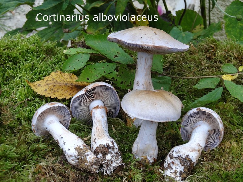 Cortinarius alboviolaceus-amf583.jpg - Cortinarius alboviolaceus ; Syn: Inoloma alboviolaceum ; Nom français: Cortinaire blanc violacé